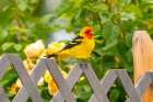 USA, New Mexico. Western tanager on fence. Art Print